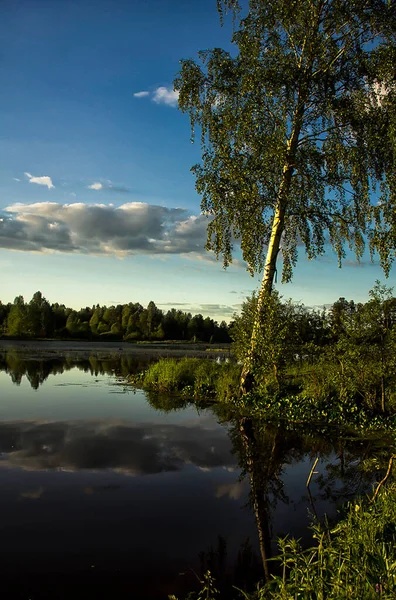 Naturlandschaft Gras Und Bäume Wald Unberührte Natur Sonnenuntergang — Stockfoto