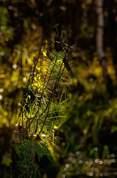 Naturliga Landskapet Gräs Och Träd Skogen Orörd Natur — Stockfoto