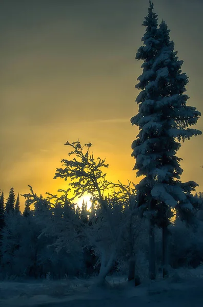 Naturliga Landskapet Gräs Och Träd Skogen Orörd Natur Solnedgång — Stockfoto