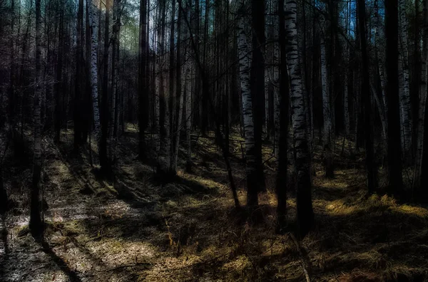 Přírodní Krajiny Tráva Stromy Lese Nedotčená Příroda — Stock fotografie