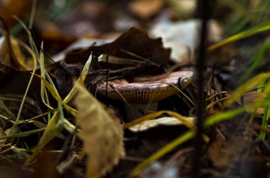 Doğal peyzaj. Çim ve ormandaki ağaçlar. El değmemiş doğası.