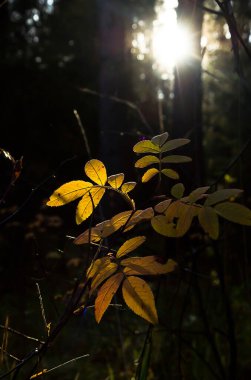 Doğal peyzaj. Çim ve ormandaki ağaçlar. El değmemiş doğası.