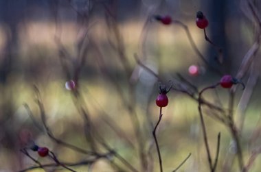 Doğal peyzaj. Çim ve ormandaki ağaçlar. El değmemiş doğası.