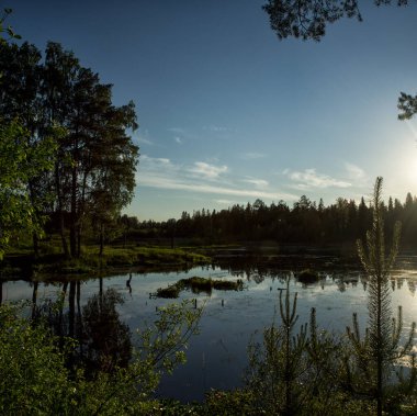 Doğal peyzaj. Çim, ağaçlar bir göl veya nehir kıyısında. Rezervuar vahşi.