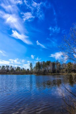 Doğal peyzaj. Çim, ağaçlar bir göl veya nehir kıyısında. Rezervuar vahşi.