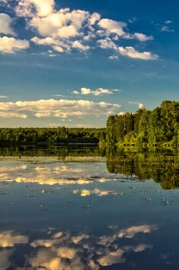 Doğal peyzaj. Çim, ağaçlar bir göl veya nehir kıyısında. Rezervuar vahşi.