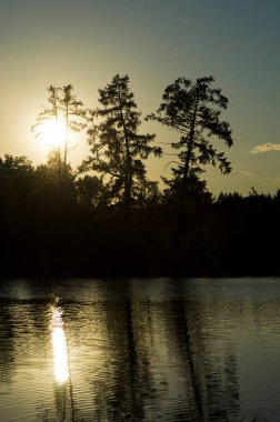 Doğal peyzaj. Çim, ağaçlar bir göl veya nehir kıyısında. Rezervuar vahşi.
