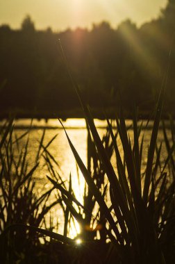 Doğal peyzaj. Çim, ağaçlar bir göl veya nehir kıyısında. Rezervuar vahşi.