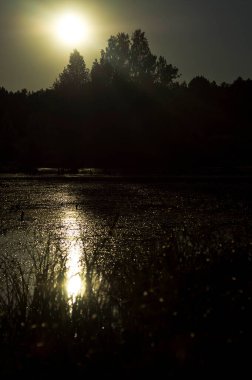 Doğal peyzaj. Çim, ağaçlar bir göl veya nehir kıyısında. Rezervuar vahşi.