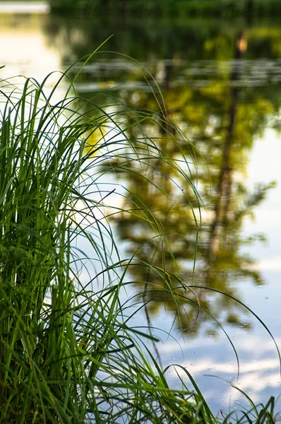 Naturalny Krajobraz Trawy Drzew Brzegu Jeziora Lub Rzeki Zbiorniki Wodne — Zdjęcie stockowe