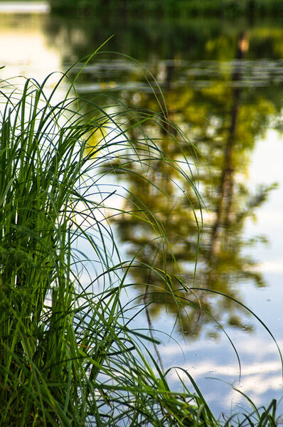 Natural landscape. The grass, the trees on the shore of a lake or river. Reservoirs in the wild.