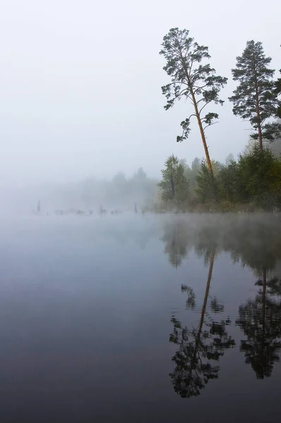 Природный Пейзаж Трава Деревья Берегу Озера Реки Водохранилища Дикой Природе — стоковое фото