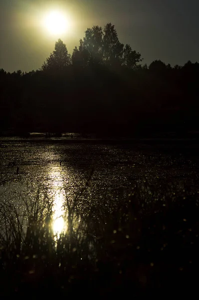 Doğal peyzaj. Çim, ağaçlar bir göl veya nehir kıyısında. Rezervuar vahşi.