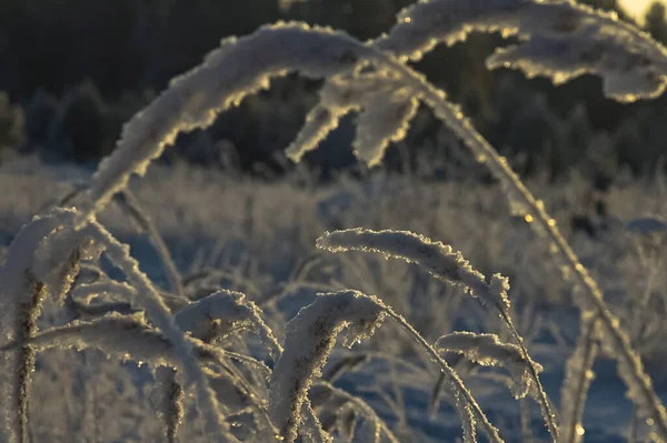 Зимний Пейзаж Трава Снегу Снег Мороз — стоковое фото