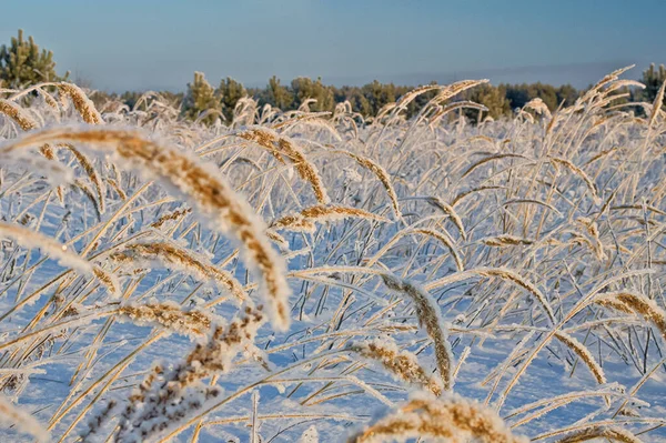 Vinterlandskap Gräs Snön Snö Och Frost — Stockfoto