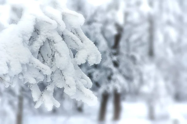 冬季景观 在雪中的树木 雪和霜 — 图库照片