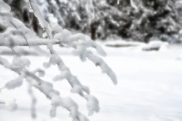冬季景观 在雪中的树木 雪和霜 — 图库照片