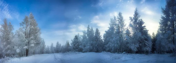 Paisaje Invernal Árboles Nieve Nieve Heladas —  Fotos de Stock