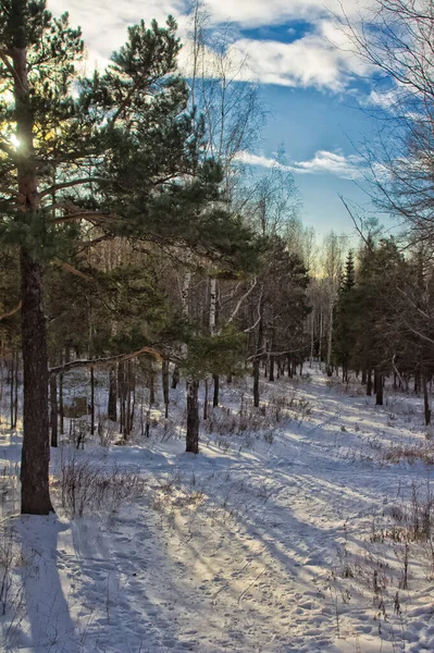 Зимний Пейзаж Деревья Снегу Снег Мороз — стоковое фото