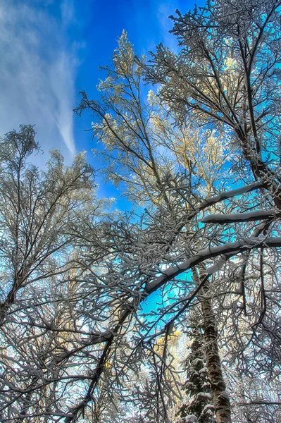 冬季景观 在雪中的树木 雪和霜 — 图库照片