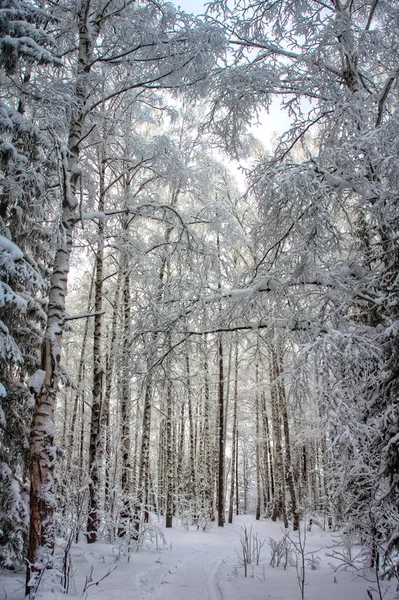 Зимний Пейзаж Деревья Снегу Снег Мороз — стоковое фото