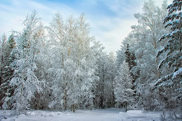 Paisaje Invernal Árboles Nieve Nieve Heladas — Foto de Stock