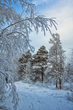 Kış manzarası. Kar ağaçlarda. Kar ve buz.