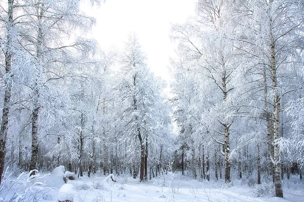 Zimní Krajina Stromy Sněhu Sníh Mráz — Stock fotografie