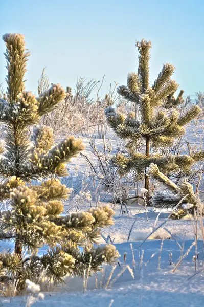 Vinterlandskap Träd Snön Snö Och Frost — Stockfoto