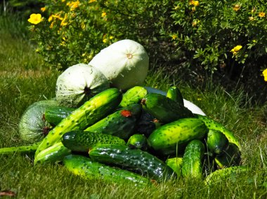 Küçük grup salatalık ve kabak. Yaz hasat bahçeden. Yıkanmış salatalık ve kabak.