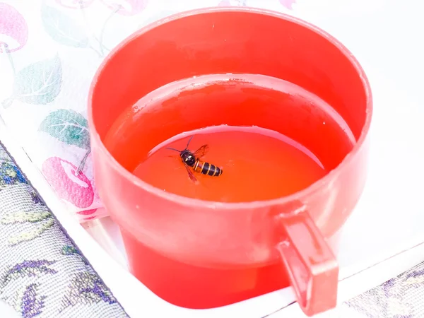 Wasp Who Fell Mug Water Dangers Insects — Stock Photo, Image