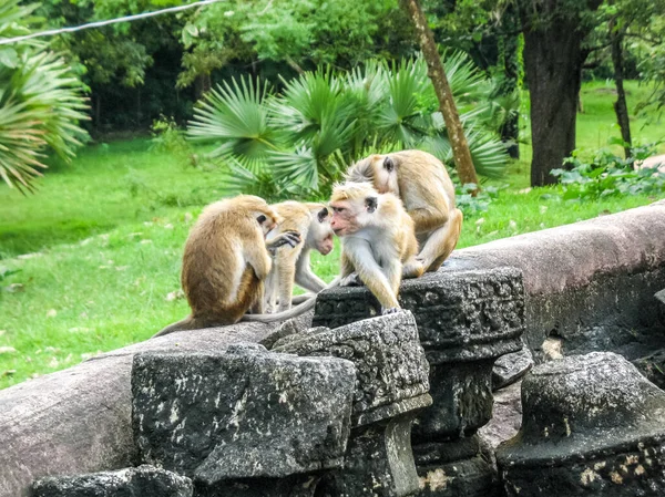 Monkeys Ruins Temple Polonnaruwa Sri Lanka Ruins Ancient Temple Traces — Stock Photo, Image