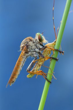 soyguncu sinek bir böcek bir sopa ile makro çekim