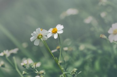 pilosa, aster aile bidens 