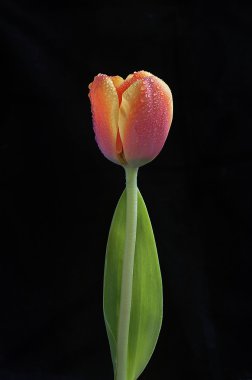 pembe cosmos çiçek