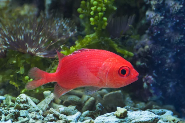 Red squirrel fish — Stock Photo, Image