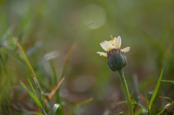 Botões de casacos, margarida tridax na grama — Fotografia de Stock