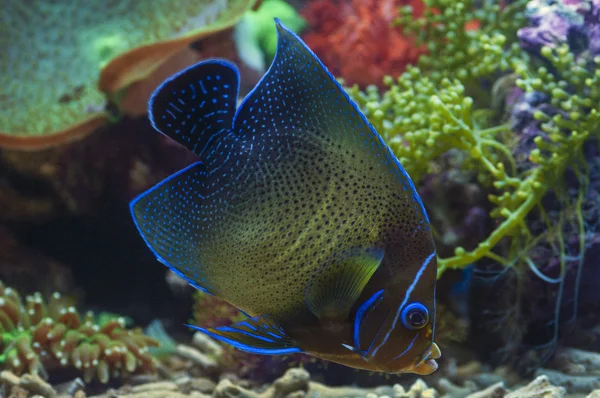 Ängel blå sten havsfisk — Stockfoto