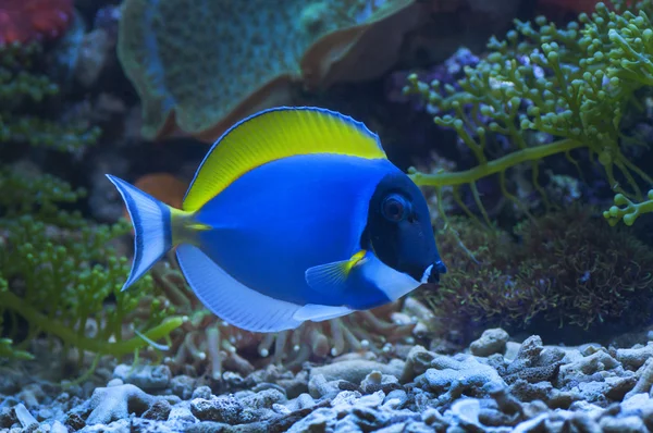 Poeder blue tang vis — Stockfoto