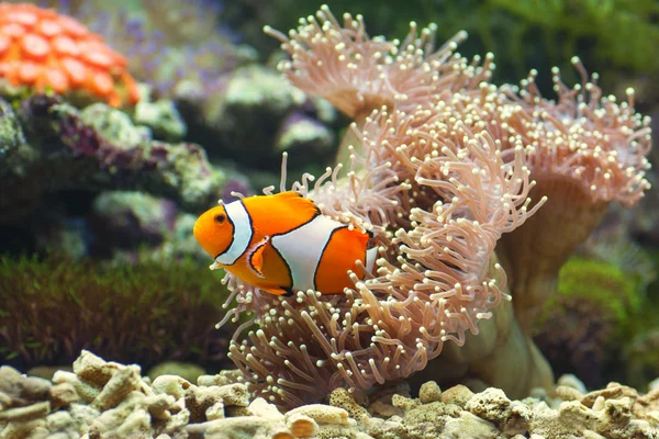 Clown fisk och mjuka koraller rusa bland svidande tentakler — Stockfoto