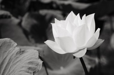 Beyaz lotus Havzası