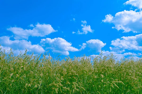 草花粉和多云的蓝天 — 图库照片