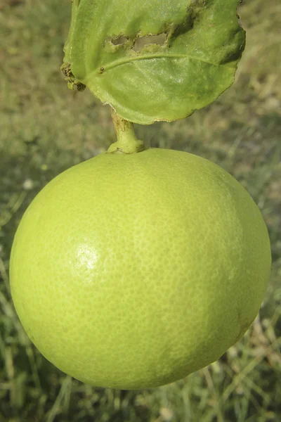 Frutta al limone verde — Foto Stock
