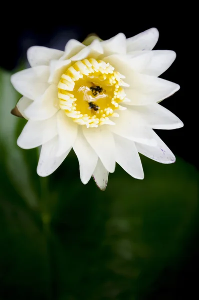 Vita lotus blossom med gula pollen — Stockfoto