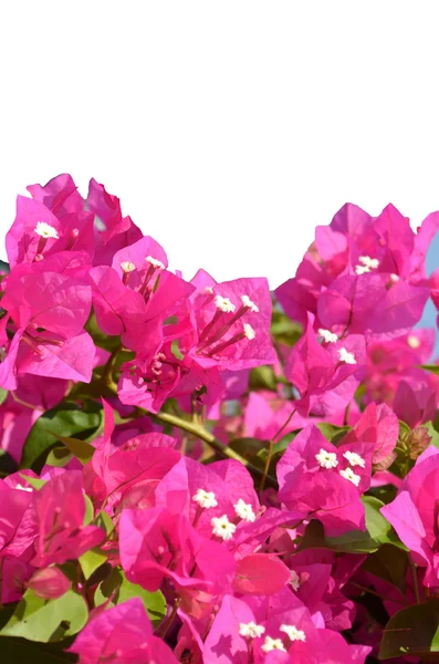 Pembe Begonviller çiçek — Stok fotoğraf