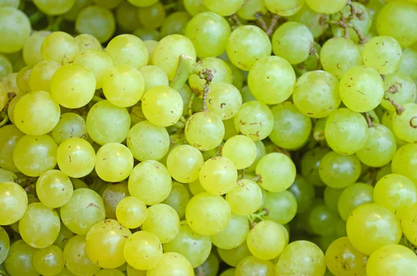 Green Grape — Stock Photo, Image