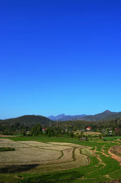 Field after Harvest in Northern Country of Thailand — Stock Photo, Image