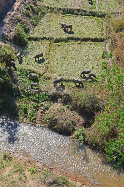 Buffalos Graze on Field — Stock Photo, Image