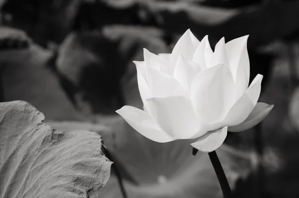 Vita lotus i bassängen — Stockfoto
