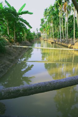 şeker palm tree Bahçe